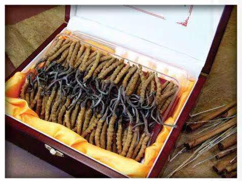 化德冬虫夏草回收